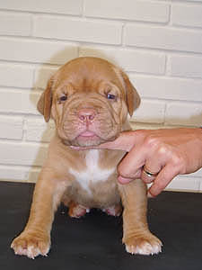 Female 4 - 28 days
